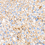 Apolipoprotein B Antibody in Immunohistochemistry (Paraffin) (IHC (P))