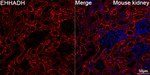 EHHADH Recombinant Rabbit Monoclonal Antibody (4O0A1)