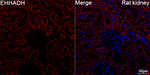 EHHADH Antibody in Immunohistochemistry (Paraffin) (IHC (P))
