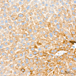 EHHADH Antibody in Immunohistochemistry (Paraffin) (IHC (P))