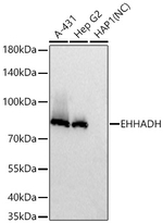 EHHADH Antibody in Western Blot (WB)