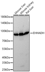 EHHADH Antibody in Western Blot (WB)