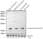 H3K23ac Antibody in Western Blot (WB)