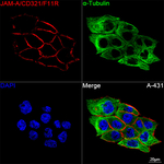 JAM-A (CD321) Recombinant Rabbit Monoclonal Antibody (0U8R6)