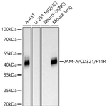 JAM-A (CD321) Antibody in Western Blot (WB)