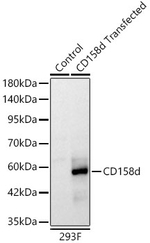KIR2DL4 Recombinant Rabbit Monoclonal Antibody (5A7B7)