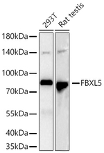 FBXL5 Recombinant Rabbit Monoclonal Antibody (4J6C8)