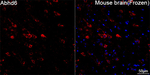 ABHD6 Antibody in Immunohistochemistry (Frozen) (IHC (F))