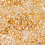 ABHD6 Recombinant Rabbit Monoclonal Antibody (8F6K9)