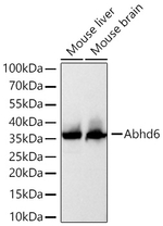 ABHD6 Antibody in Western Blot (WB)