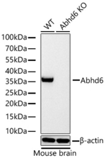 ABHD6 Antibody in Western Blot (WB)