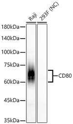 CD80 Recombinant Rabbit Monoclonal Antibody (2R2K1)