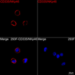 NKp46 Antibody in Immunocytochemistry (ICC/IF)
