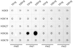 H3K36me1 Antibody in Dot Blot (DB)