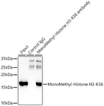 H3K36me1 Antibody in Immunoprecipitation (IP)