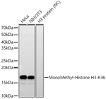 H3K36me1 Recombinant Rabbit Monoclonal Antibody (8X7S1)
