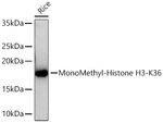 H3K36me1 Antibody in Western Blot (WB)
