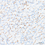 CD13 Antibody in Immunohistochemistry (Paraffin) (IHC (P))