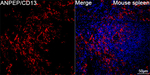 CD13 Antibody in Immunohistochemistry (Paraffin) (IHC (P))