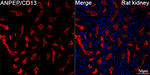 CD13 Antibody in Immunohistochemistry (Paraffin) (IHC (P))