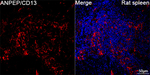 CD13 Antibody in Immunohistochemistry (Paraffin) (IHC (P))