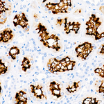 CD13 Antibody in Immunohistochemistry (Paraffin) (IHC (P))