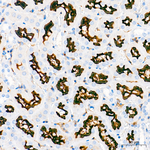 CD13 Antibody in Immunohistochemistry (Paraffin) (IHC (P))