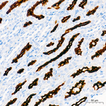 CD13 Antibody in Immunohistochemistry (Paraffin) (IHC (P))