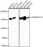 CD13 Antibody in Western Blot (WB)