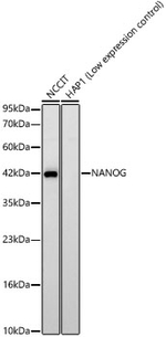 Nanog Recombinant Rabbit Monoclonal Antibody (7H7G7)
