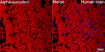 alpha Synuclein Antibody in Immunohistochemistry (Paraffin) (IHC (P))
