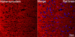 alpha Synuclein Antibody in Immunohistochemistry (Paraffin) (IHC (P))