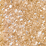 alpha Synuclein Antibody in Immunohistochemistry (Paraffin) (IHC (P))