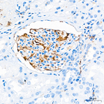 alpha Synuclein Antibody in Immunohistochemistry (Paraffin) (IHC (P))