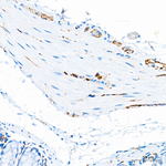alpha Synuclein Antibody in Immunohistochemistry (Paraffin) (IHC (P))