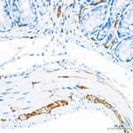 alpha Synuclein Antibody in Immunohistochemistry (Paraffin) (IHC (P))