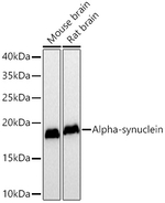 alpha Synuclein Antibody in Western Blot (WB)
