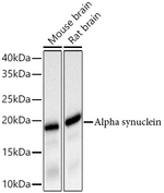 alpha Synuclein Antibody in Western Blot (WB)