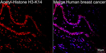 H3K14ac Recombinant Rabbit Monoclonal Antibody (4Z6K2)