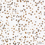 H3K14ac Antibody in Immunohistochemistry (Paraffin) (IHC (P))