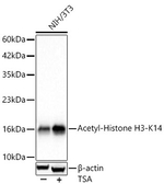 H3K14ac Antibody in Western Blot (WB)