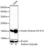 H3K14ac Antibody in Western Blot (WB)