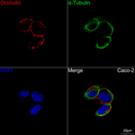 Occludin Recombinant Rabbit Monoclonal Antibody (10N1L7)