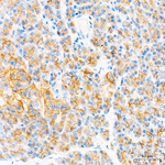 Occludin Antibody in Immunohistochemistry (Paraffin) (IHC (P))
