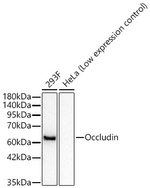 Occludin Antibody in Western Blot (WB)