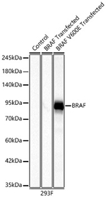 B-Raf (V600E) Antibody in Western Blot (WB)