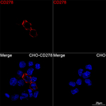ICOS Recombinant Rabbit Monoclonal Antibody (9H7H3)