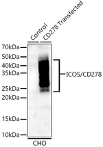 ICOS Antibody in Western Blot (WB)