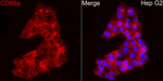 CD66a Antibody in Immunocytochemistry (ICC/IF)