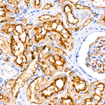 CD66a Antibody in Immunohistochemistry (Paraffin) (IHC (P))